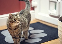 cat-infront-sureflap-mircochip-catflap