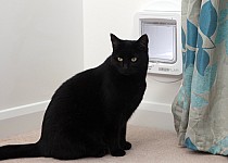 sureflap-microchip-cat-flap-in