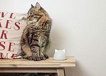 Sure Petcare Hub with cat on table