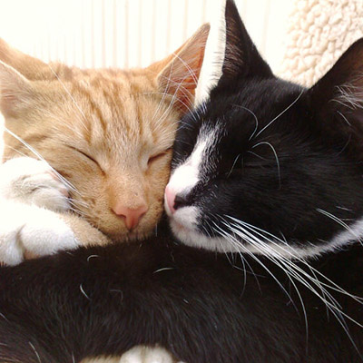 "Les chats s'y sont habitués en 5 minutes à peine et je peux vous dire qu'ils sont...