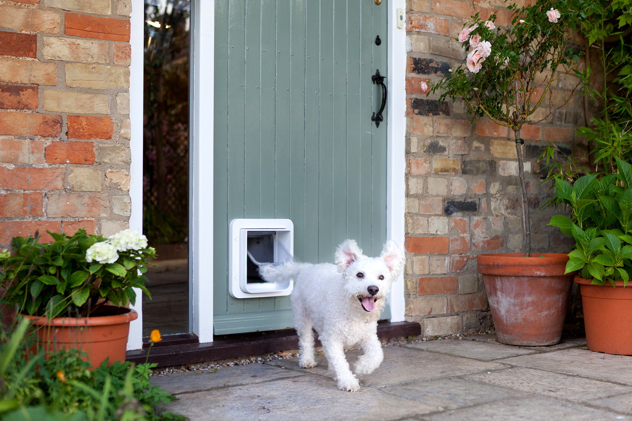A dog beside a cat flap fitted into a back door