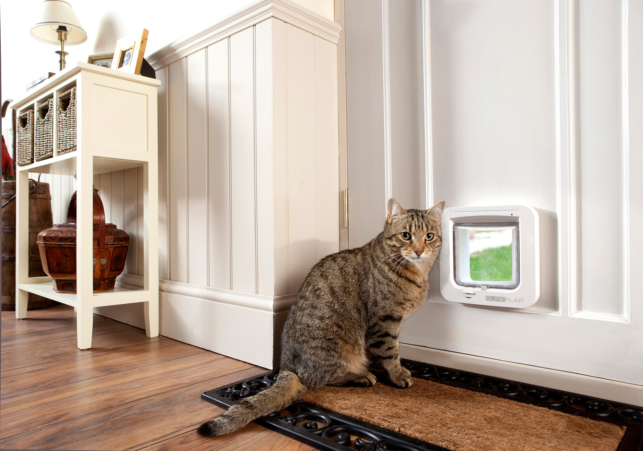 A cat beside a cat flap fitted into an interior wall