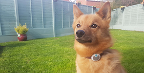 Le nouveau traqueur d&rsquo;activit&eacute; pour chiens, discret et robuste