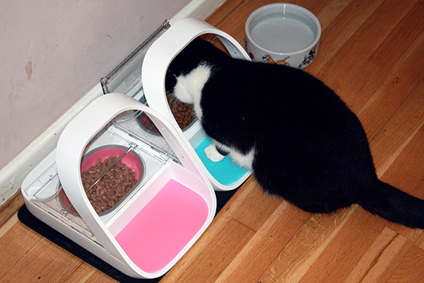 Winnie using The SureFeed Microchip Pet Feeder 