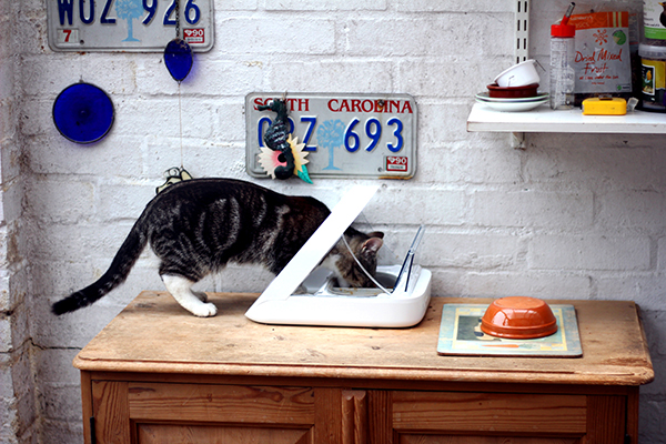 Woody eating from the SureFeed Microchip Pet Feeder