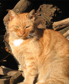 Rudy the cat in the sun