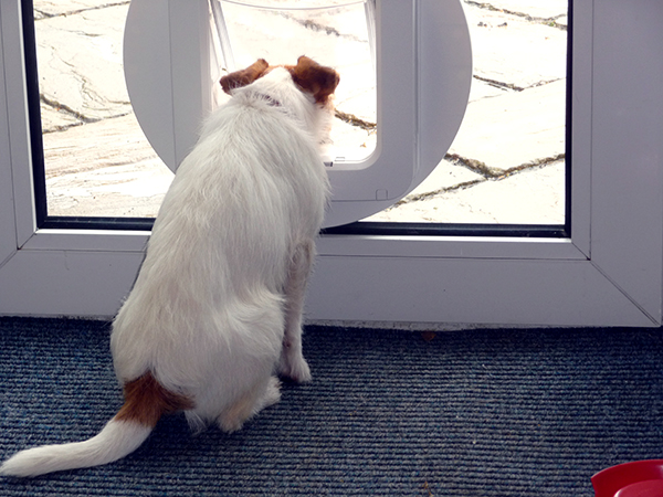 Treacle using the Pet Door