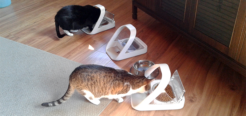 Vicki and Liz cats eating from SureFeed Microchip Pet Feeders