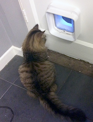 Mr Wendal cat with DualScan Microchip Cat Flap Mr Wendal cat with DualScan Microchip Cat Flap