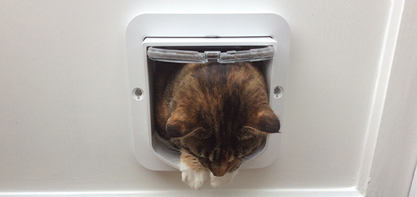 Mr Wendal cat with DualScan Microchip Cat Flap Mr Wendal cat with DualScan Microchip Cat Flap