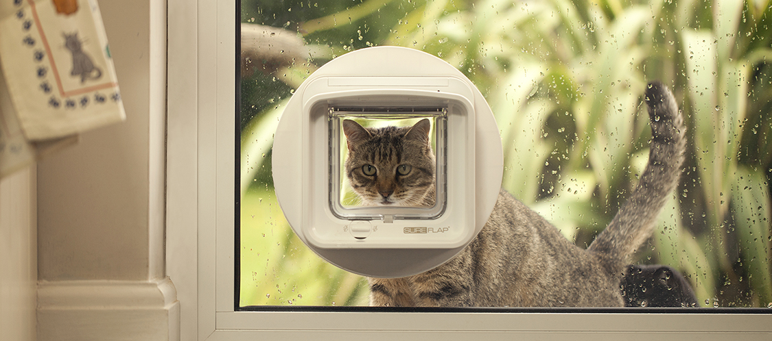 Cat looking through DualScan Microchip Cat Flap