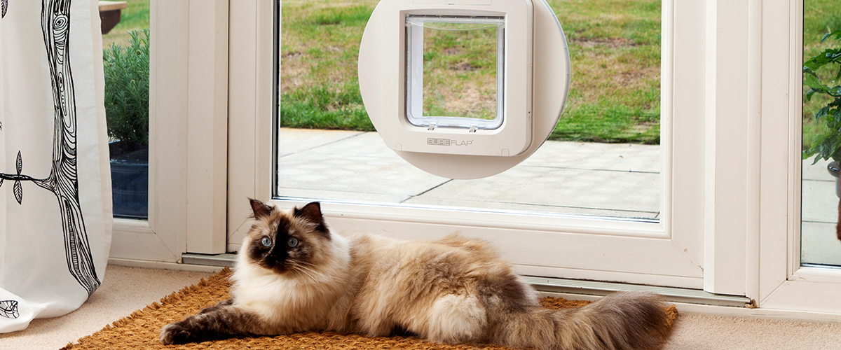 Cat next to pet door