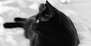 Moins de stress pour Moka et tranquilit&eacute; d'esprit pour Karen